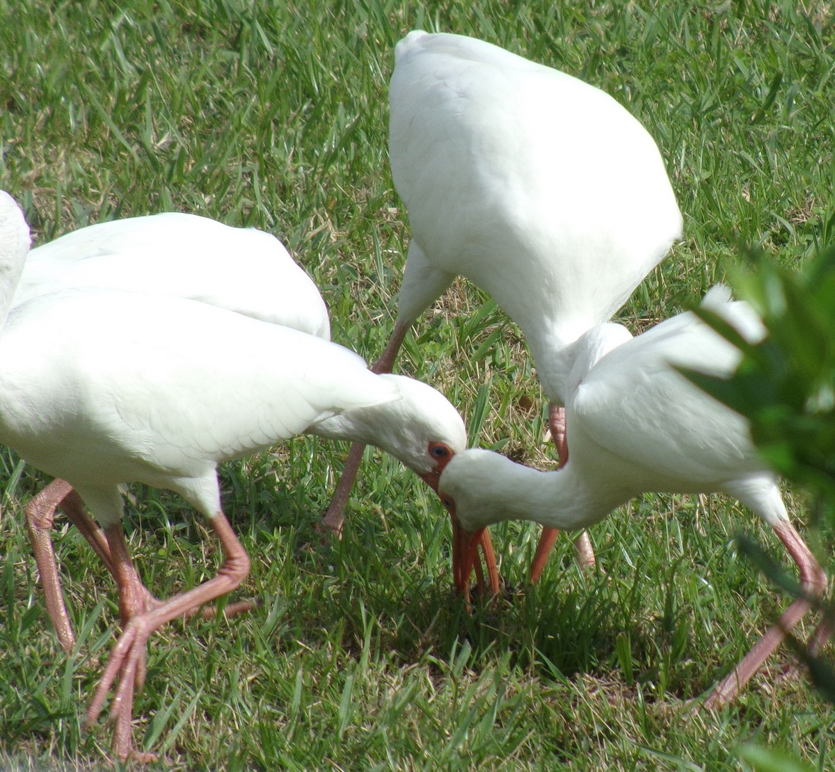 ibis bílý - ML196061941