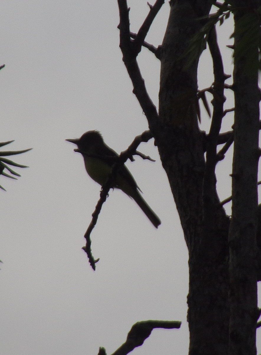 Great Crested Flycatcher - ML196062711