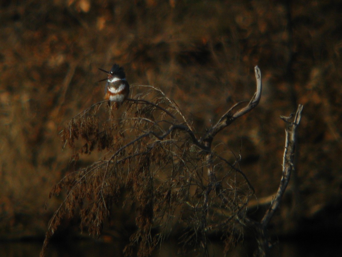 Belted Kingfisher - ML196062901