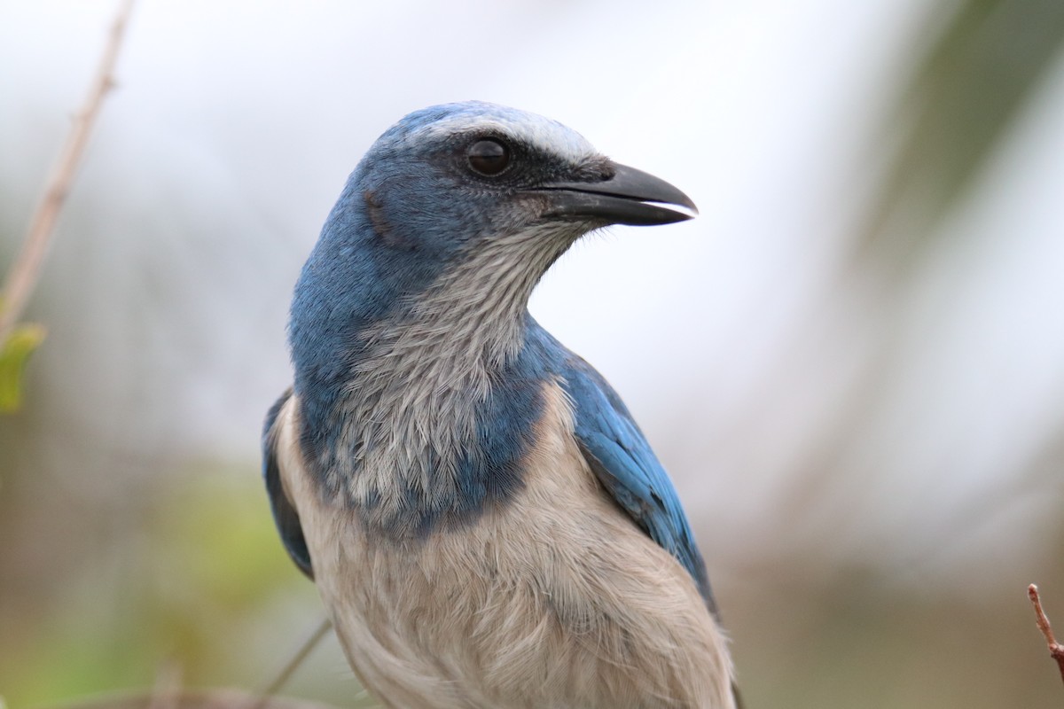 Florida Scrub-Jay - Ethan Green