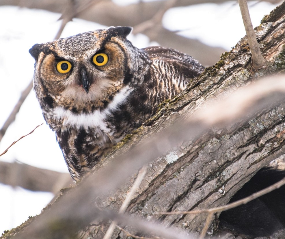 Great Horned Owl - ML196066441