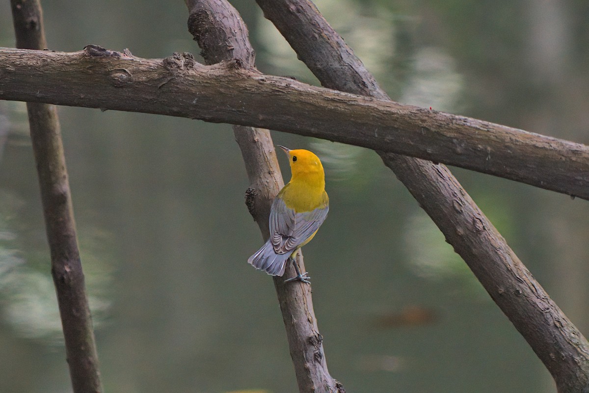 Prothonotary Warbler - ML196073501