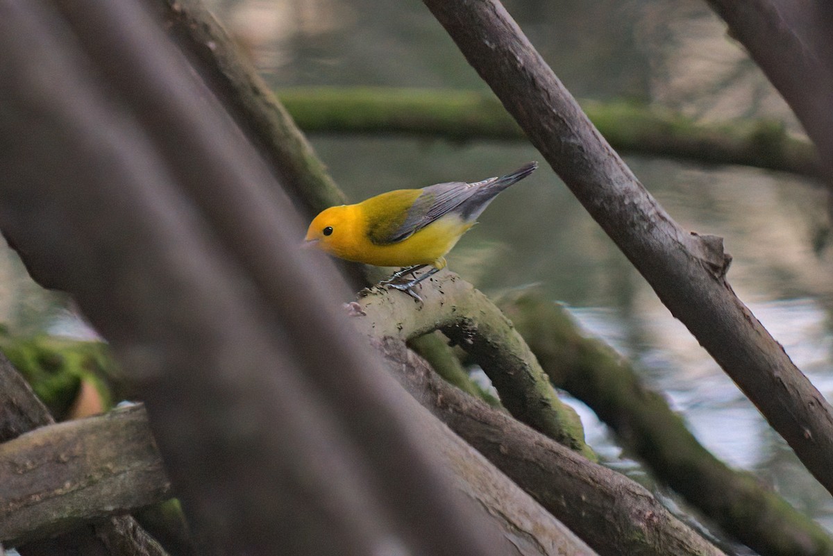 Prothonotary Warbler - ML196073541