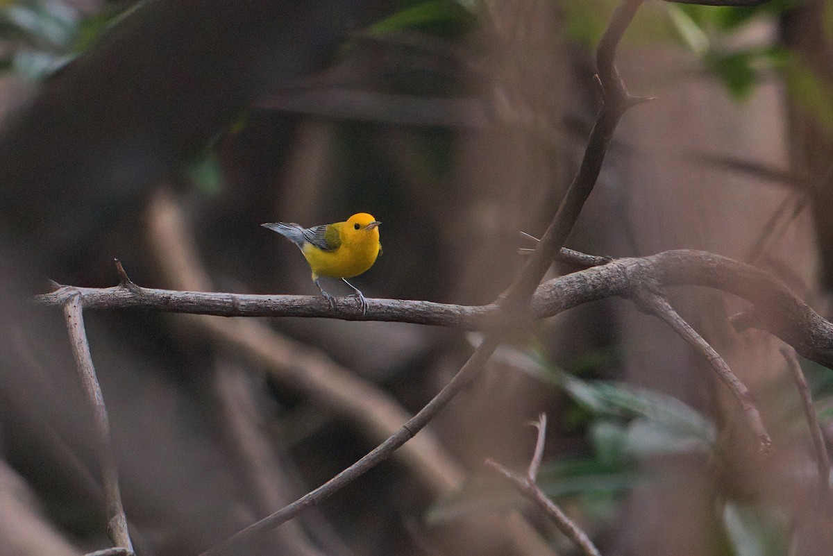 Prothonotary Warbler - ML196073601