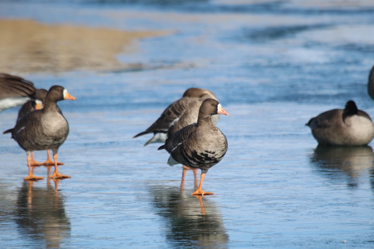 Greater White-fronted Goose - Caleb Alons