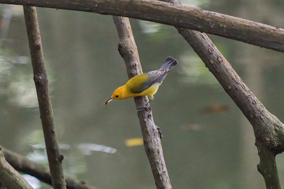 Prothonotary Warbler - Cesar Ponce