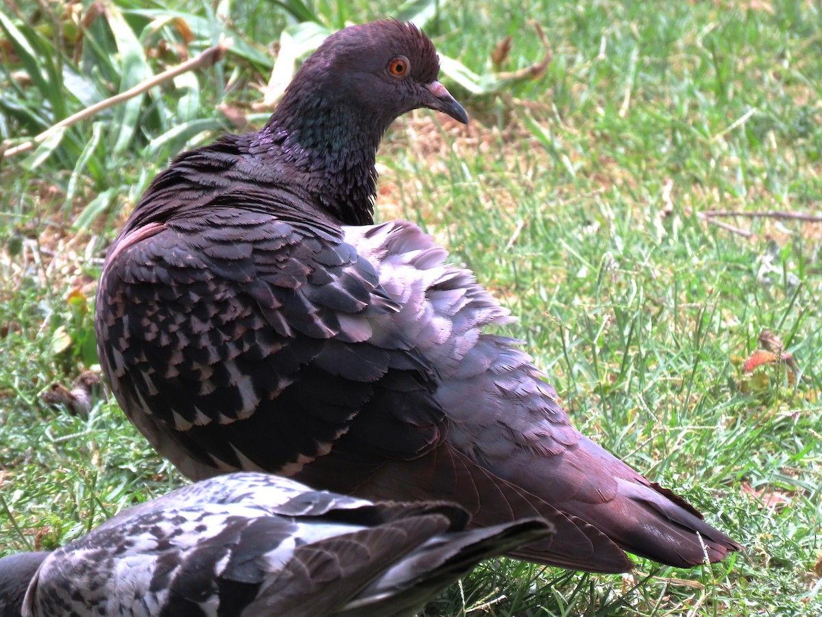 Rock Pigeon (Feral Pigeon) - ML196076521