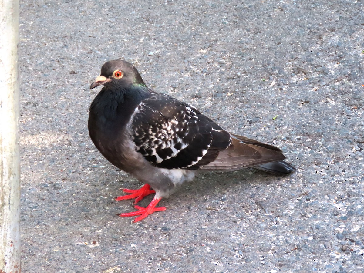 Rock Pigeon (Feral Pigeon) - ML196076541