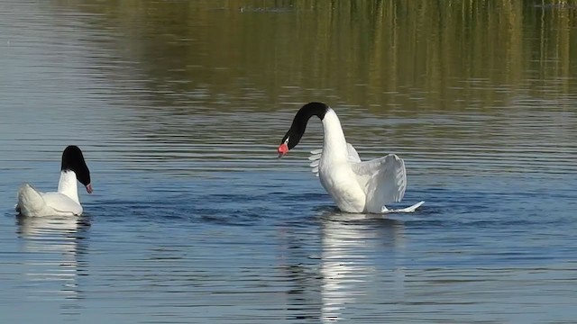  - Black-necked Swan