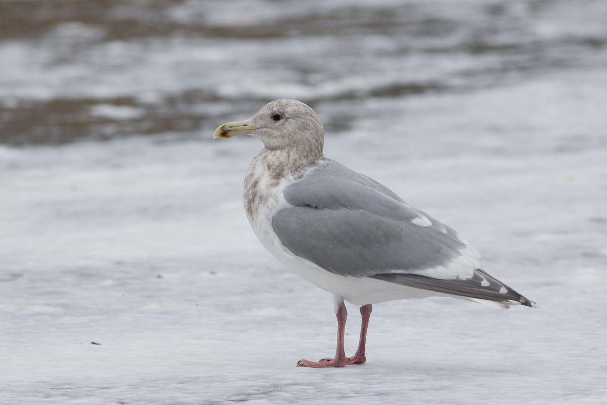 Glaucous-winged Gull - Andreas Boe