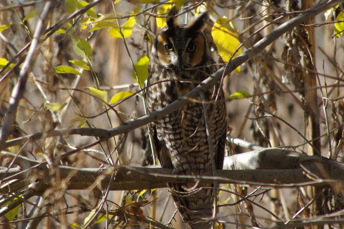 Long-eared Owl - ML196089261