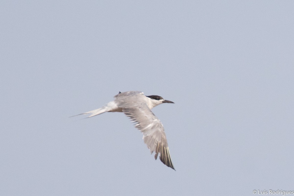 Common Tern - Luis Rodrigues