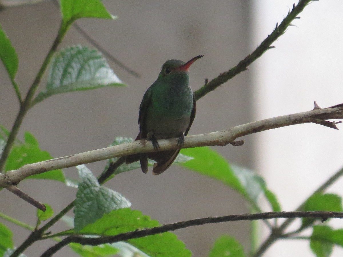 Rufous-tailed Hummingbird - Benjamin Althouse
