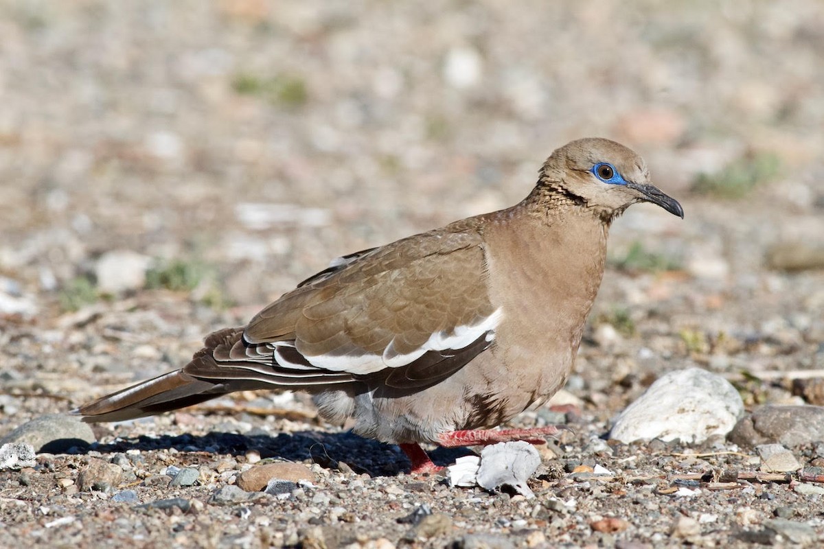 West Peruvian Dove - ML196098211