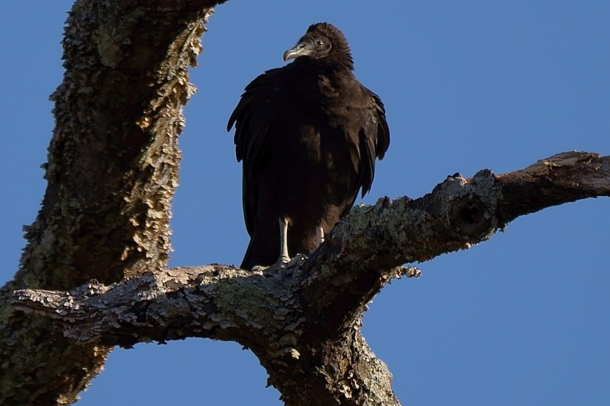 Black Vulture - ML196101981