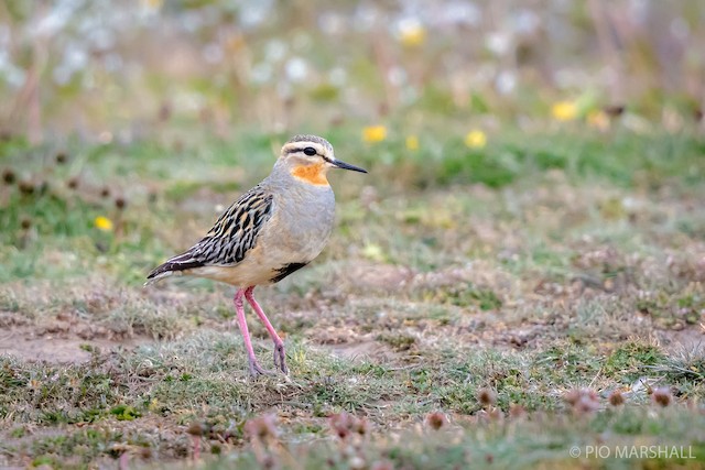 Tawny-throated Dotterel (subspecies <em class="SciName notranslate">ruficollis</em>). - Tawny-throated Dotterel - 