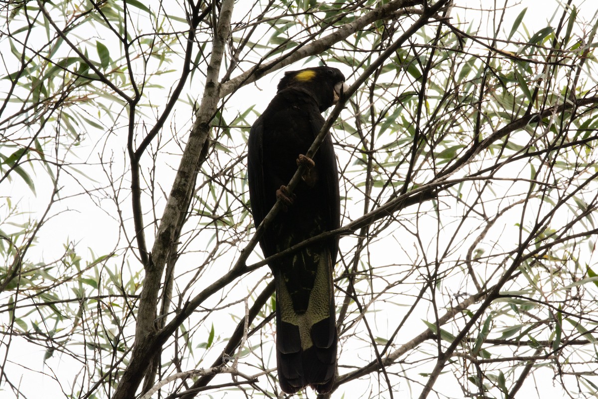Yellow-tailed Black-Cockatoo - Callan Alexander