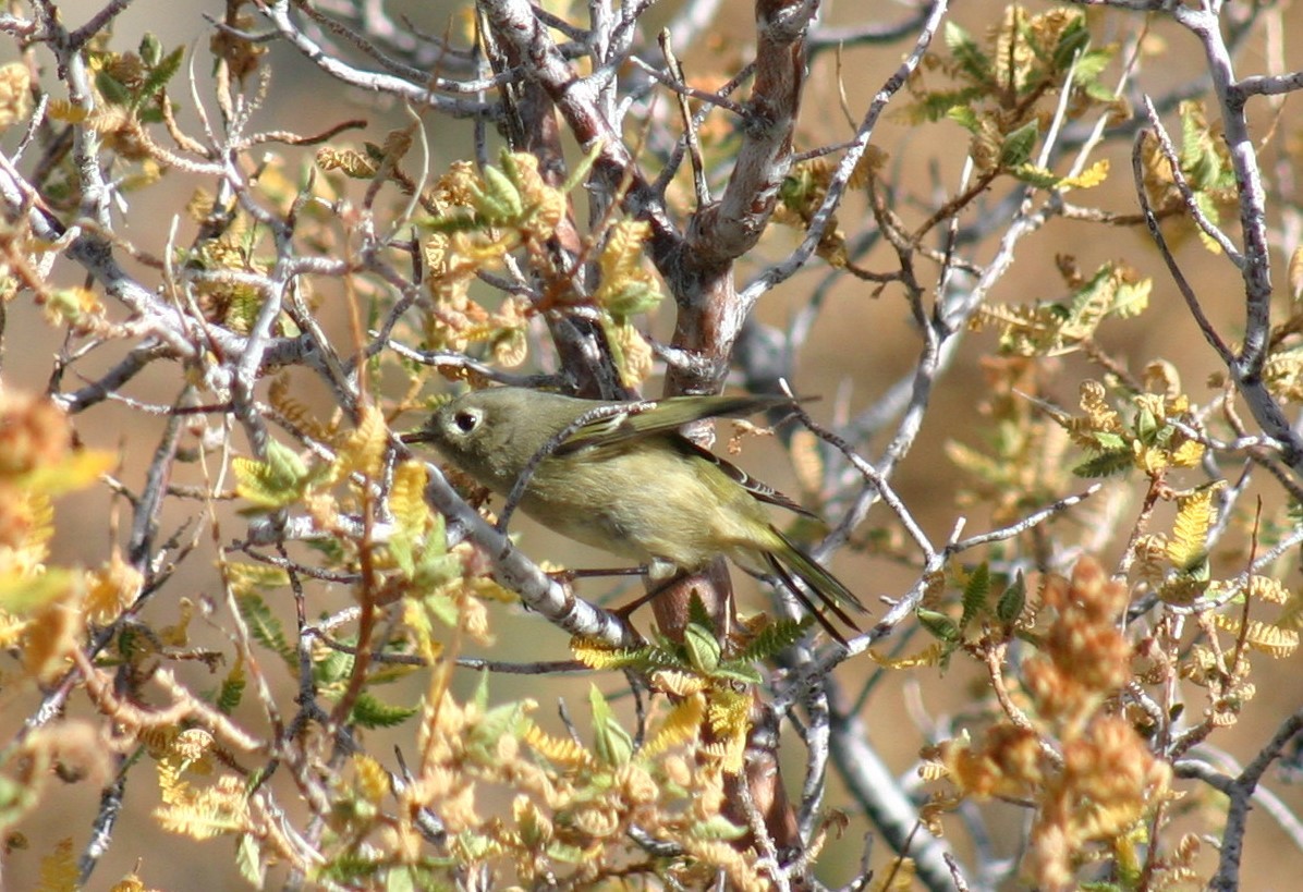Ruby-crowned Kinglet - Kerry Ross