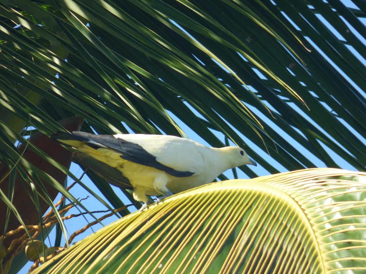Pied Imperial-Pigeon - ML196119221