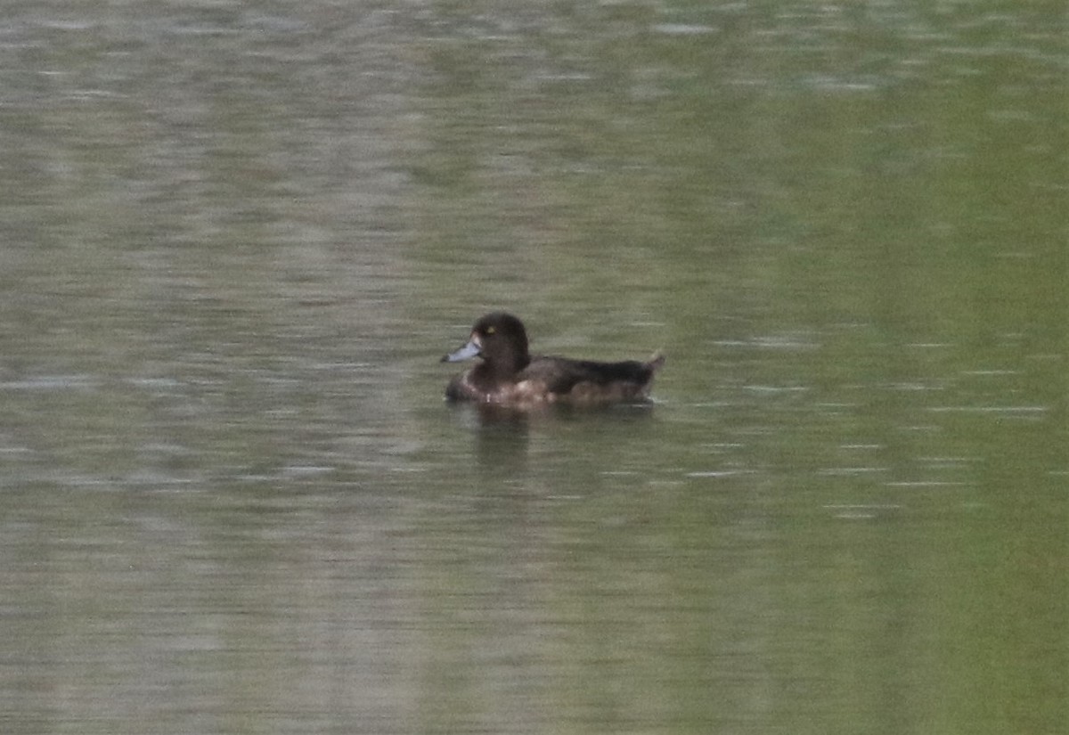 Tufted Duck - ML196122201