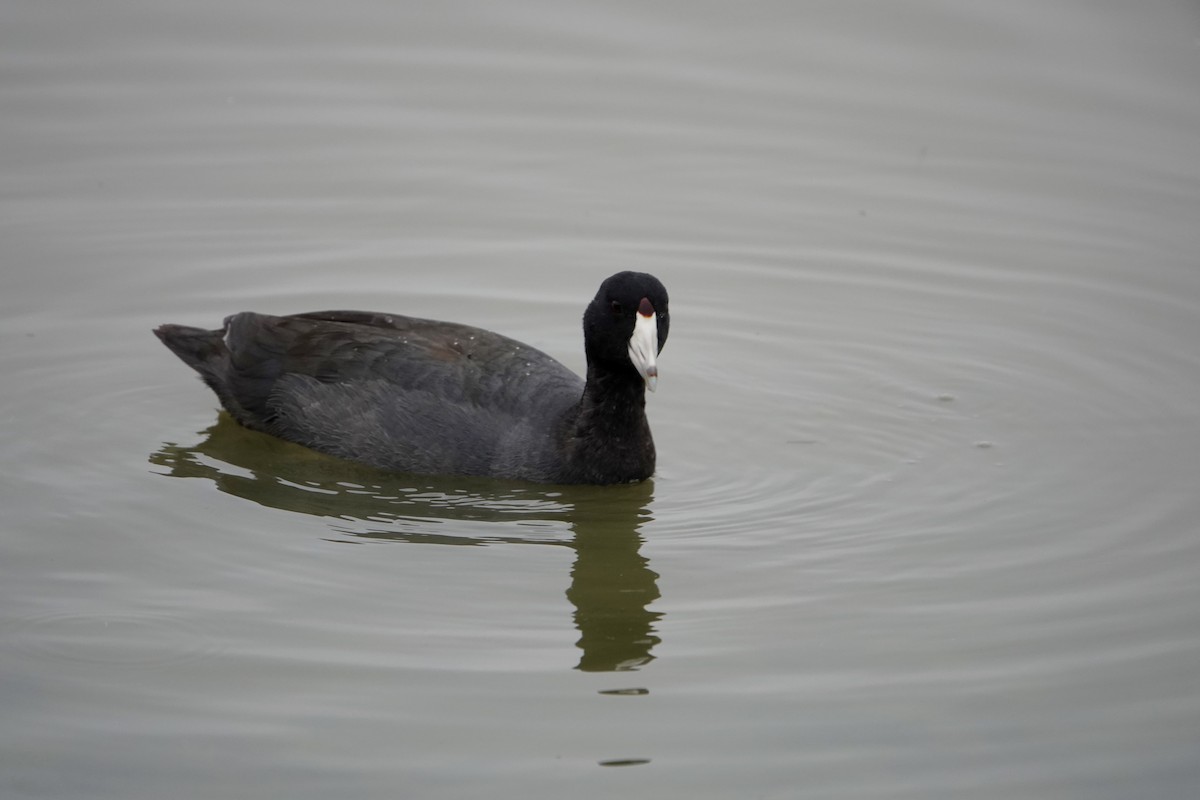 American Coot (Red-shielded) - ML196124261