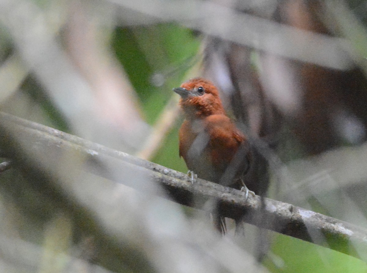 Chestnut-throated Spinetail - Anderson  Sandro