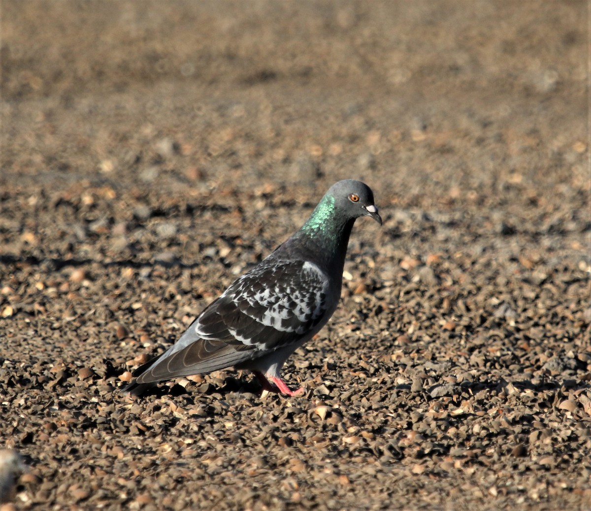 Rock Pigeon (Feral Pigeon) - ML196127641