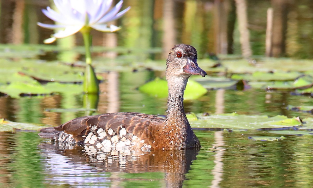 Spotted Whistling-Duck - ML196129021