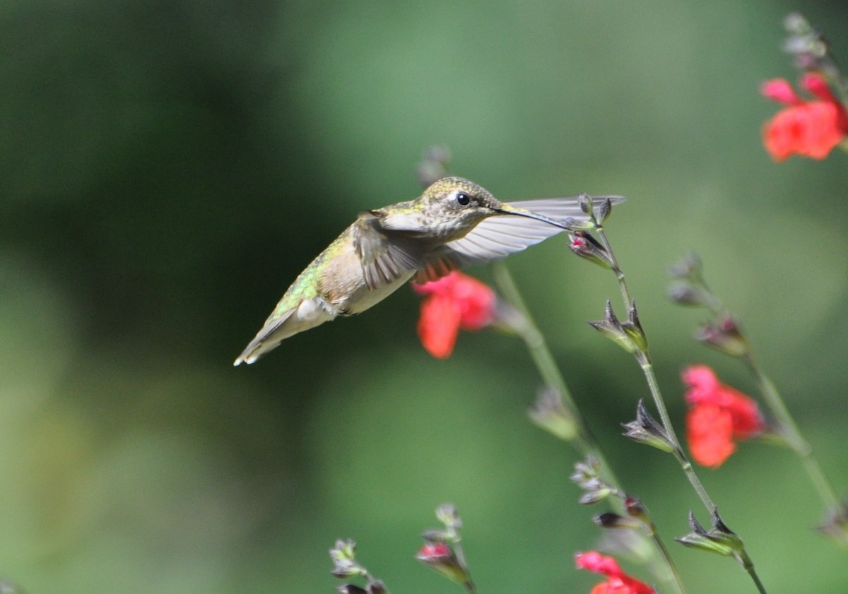 Ruby-throated Hummingbird - ML196132961