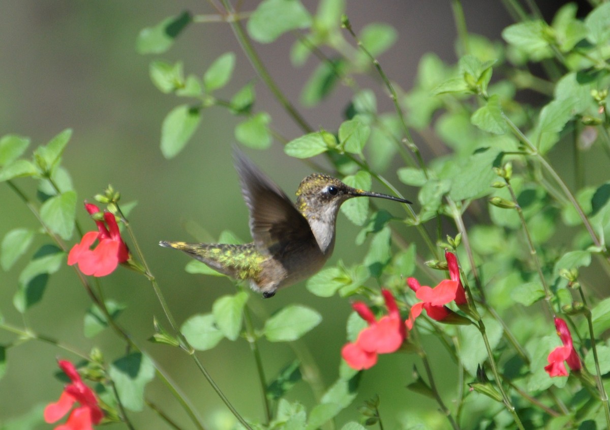 Ruby-throated Hummingbird - ML196133071