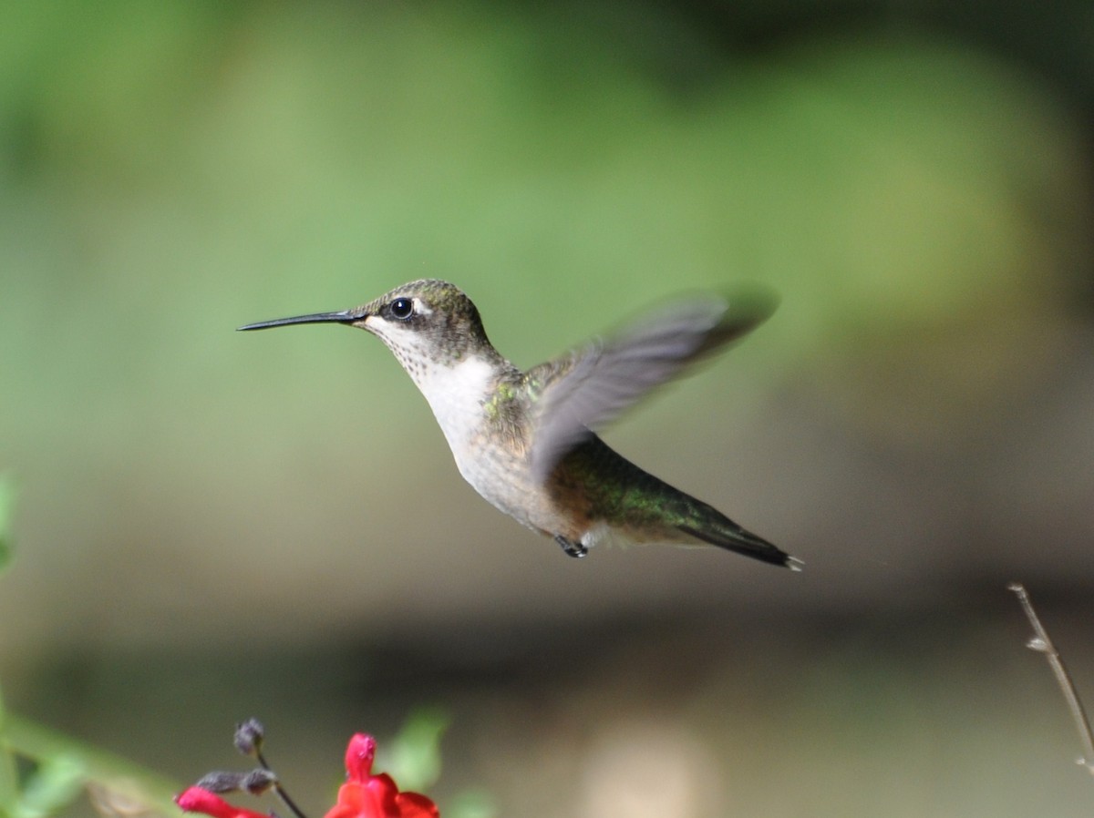 Ruby-throated Hummingbird - ML196133801