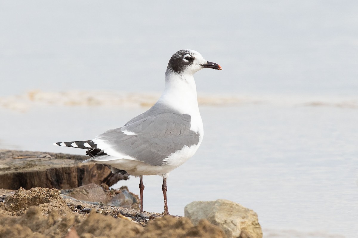 Franklin's Gull - Mike Cameron