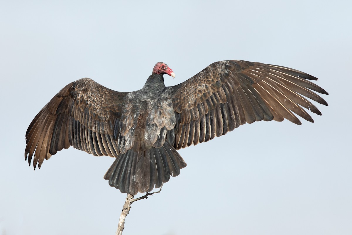 Turkey Vulture - ML196135581