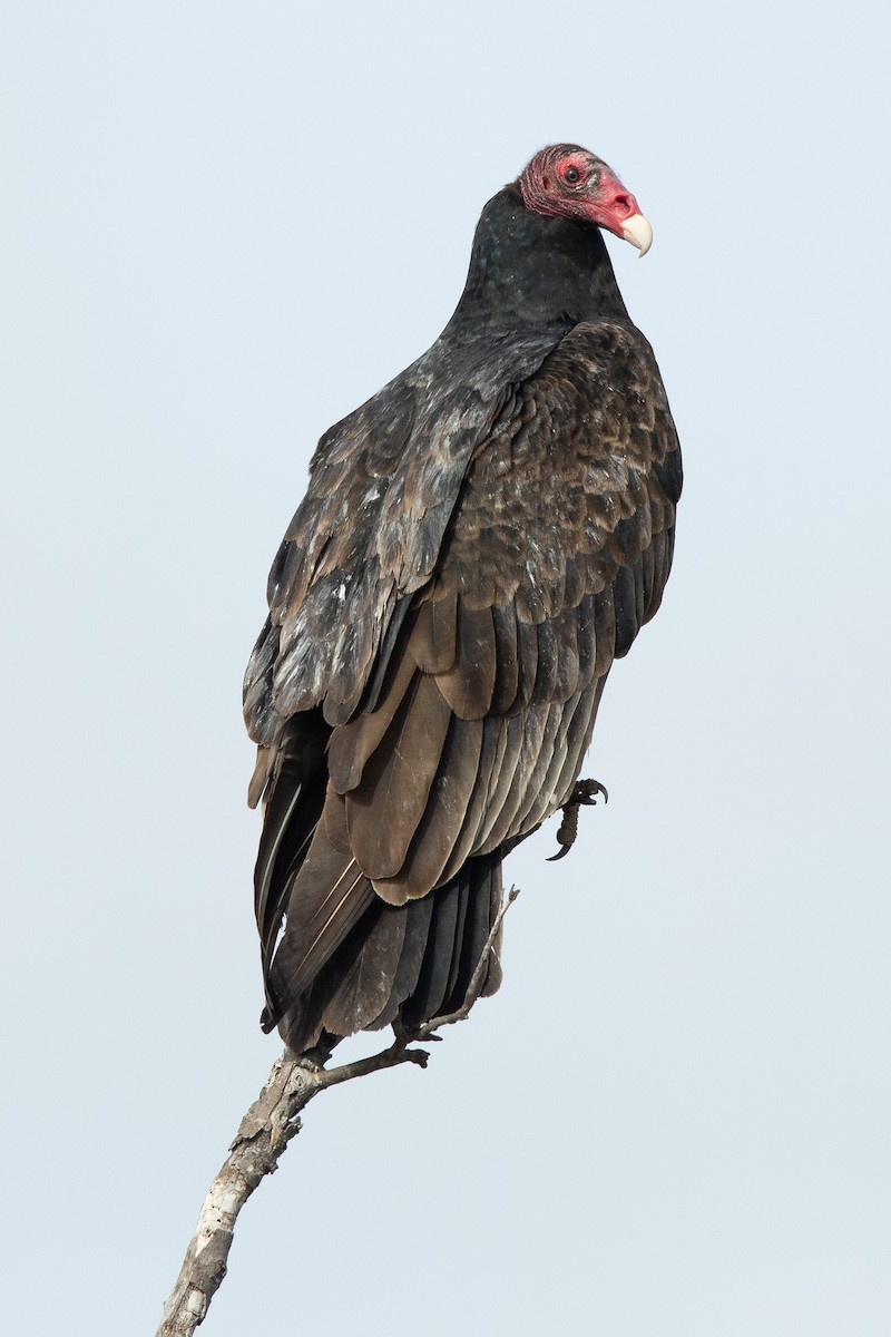 Turkey Vulture - ML196135591