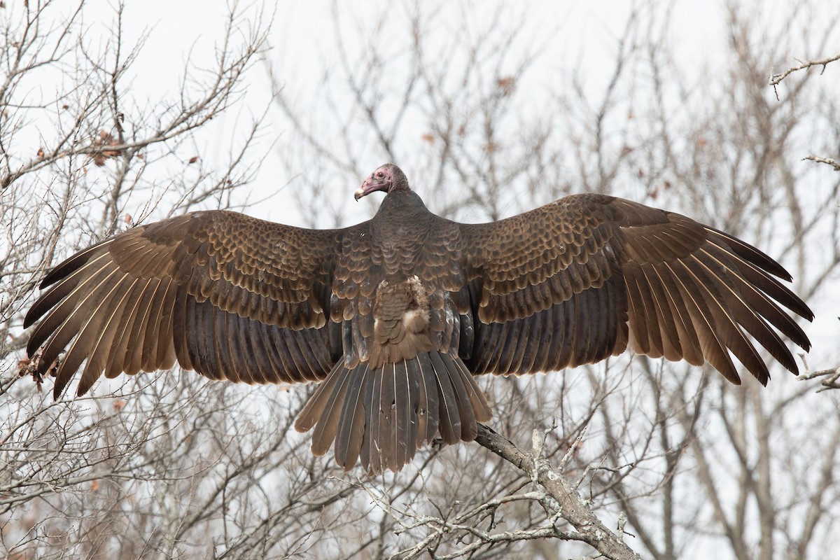 Turkey Vulture - Mike Cameron