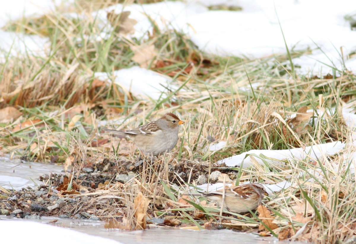 White-crowned Sparrow (Gambel's) - ML196139491