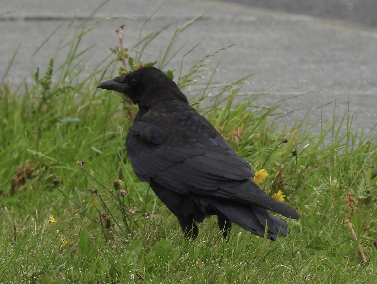 Common Raven - Linda Grebe 🦅