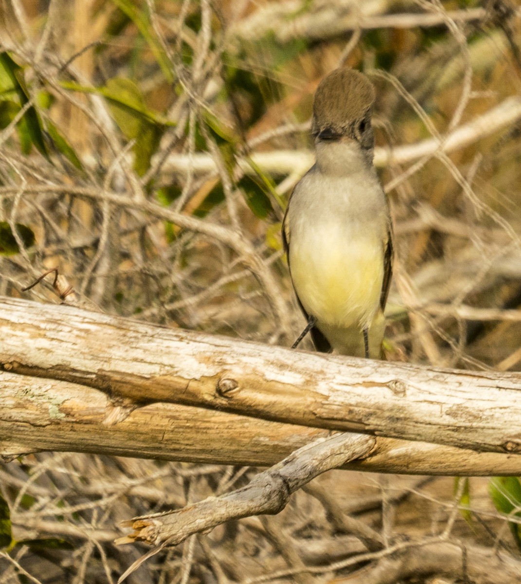 Ash-throated Flycatcher - Breanna Perry