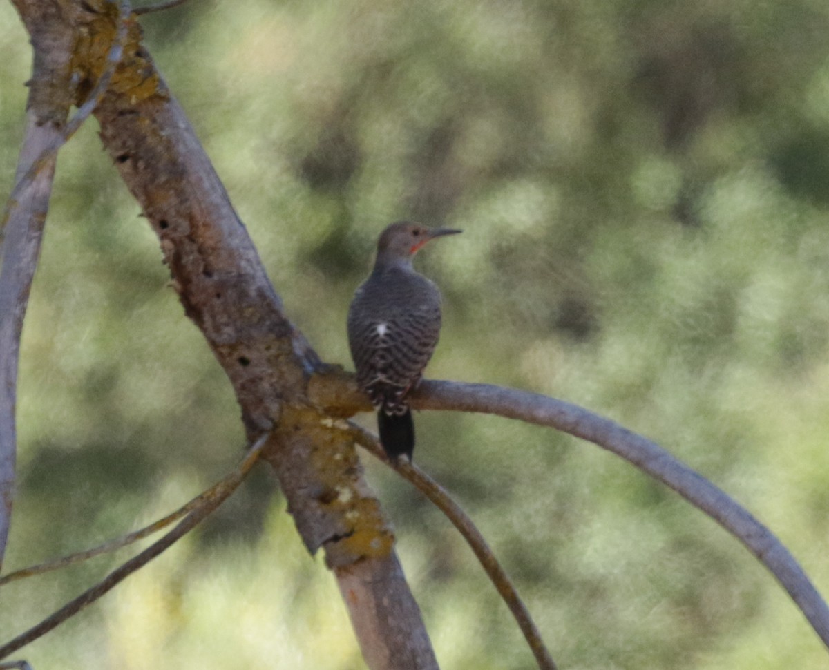 Northern Flicker (Red-shafted) - ML196142111