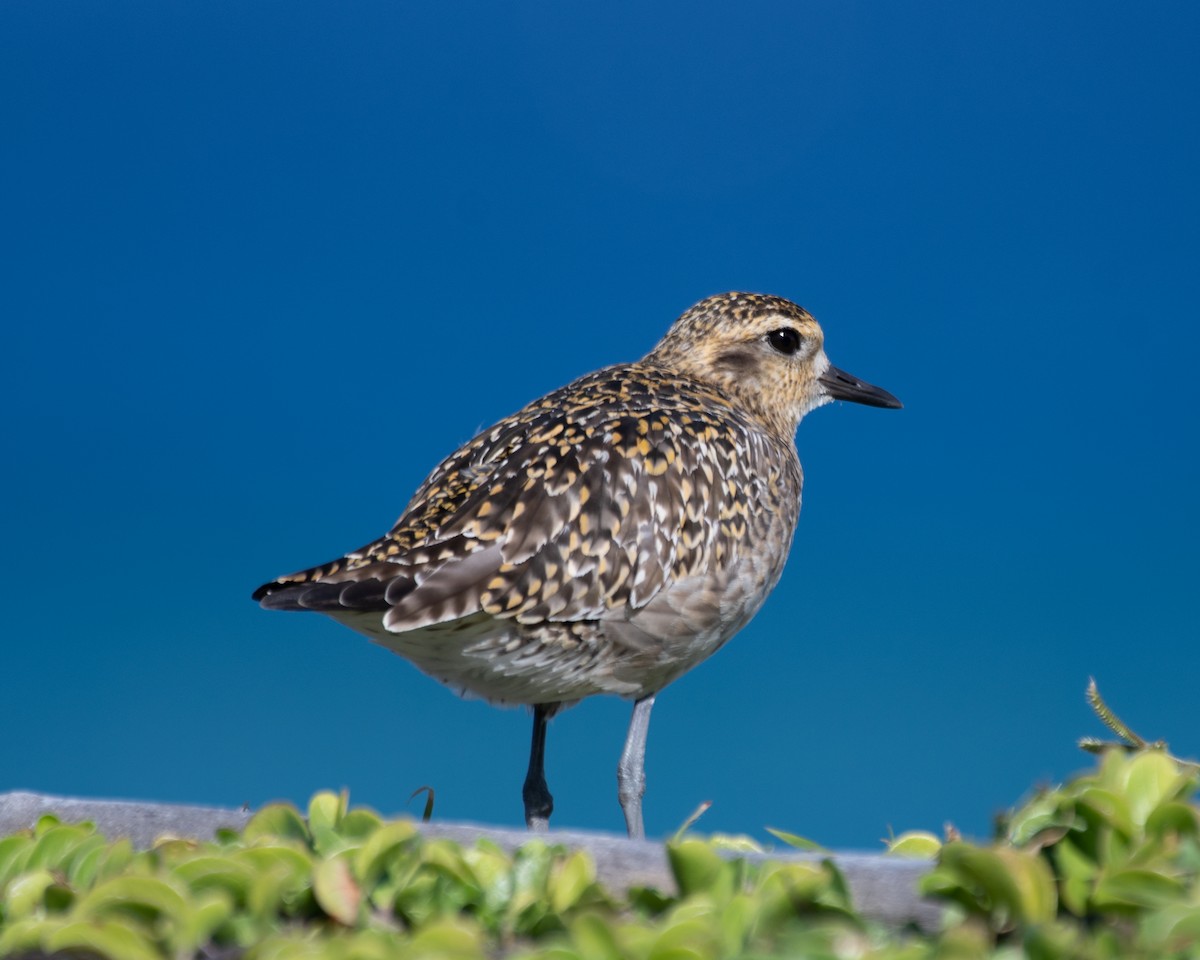 Pacific Golden-Plover - Keith Dickey