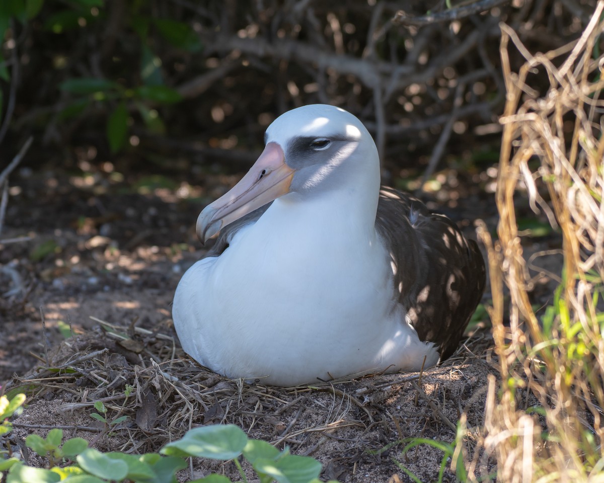 Laysan Albatross - Keith Dickey