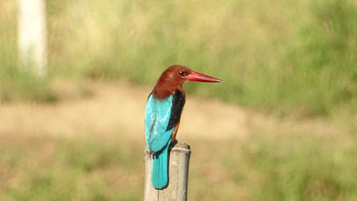 Brown-breasted Kingfisher - ML196143411