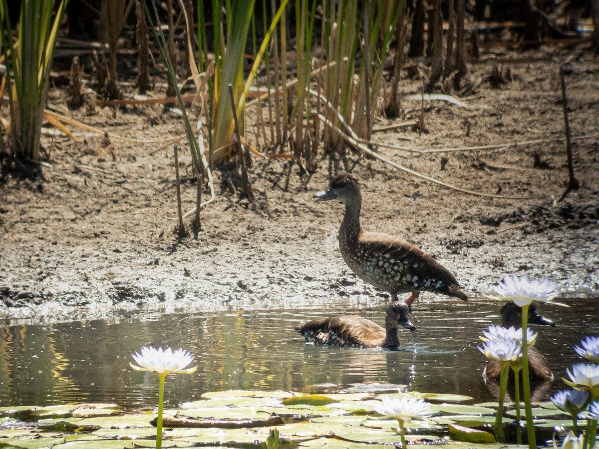 Spotted Whistling-Duck - ML196145181