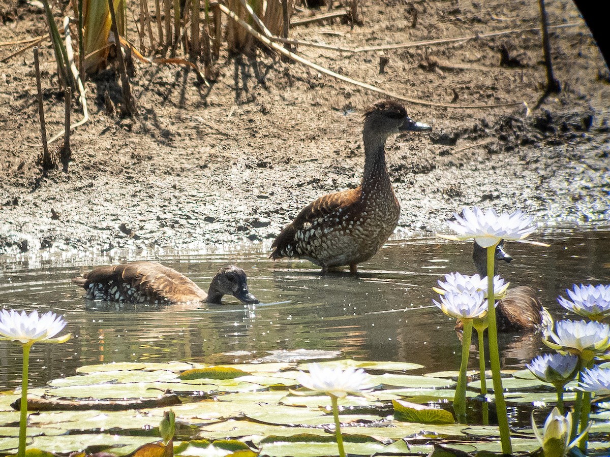 Spotted Whistling-Duck - ML196145191