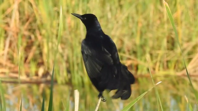 Boat-tailed Grackle - ML196145251