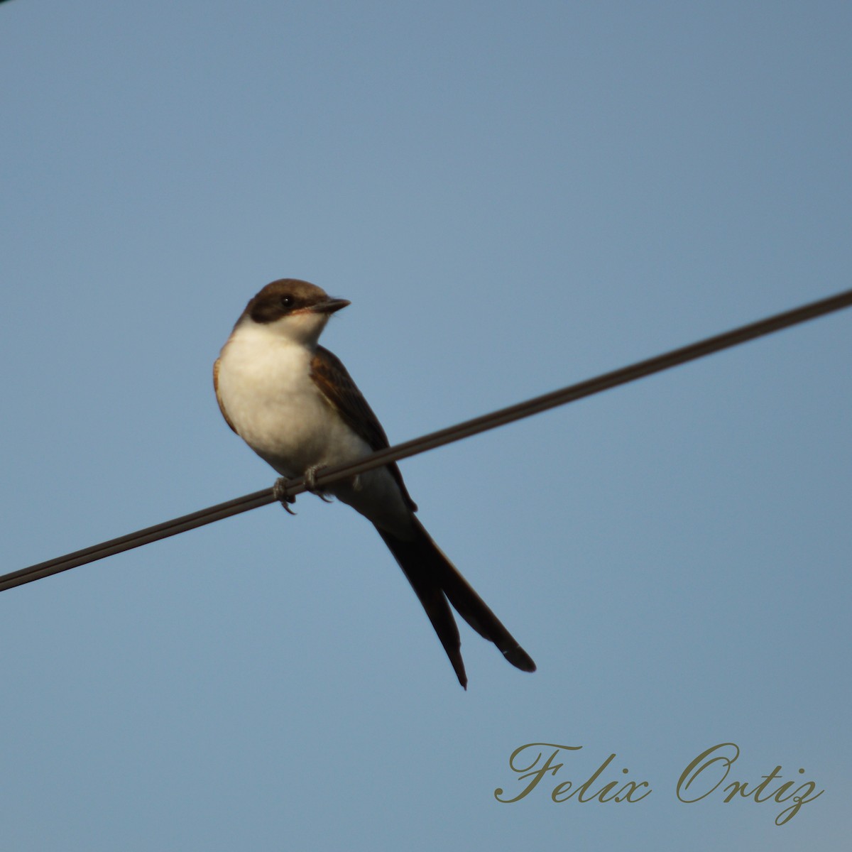 Fork-tailed Flycatcher - ML196146981