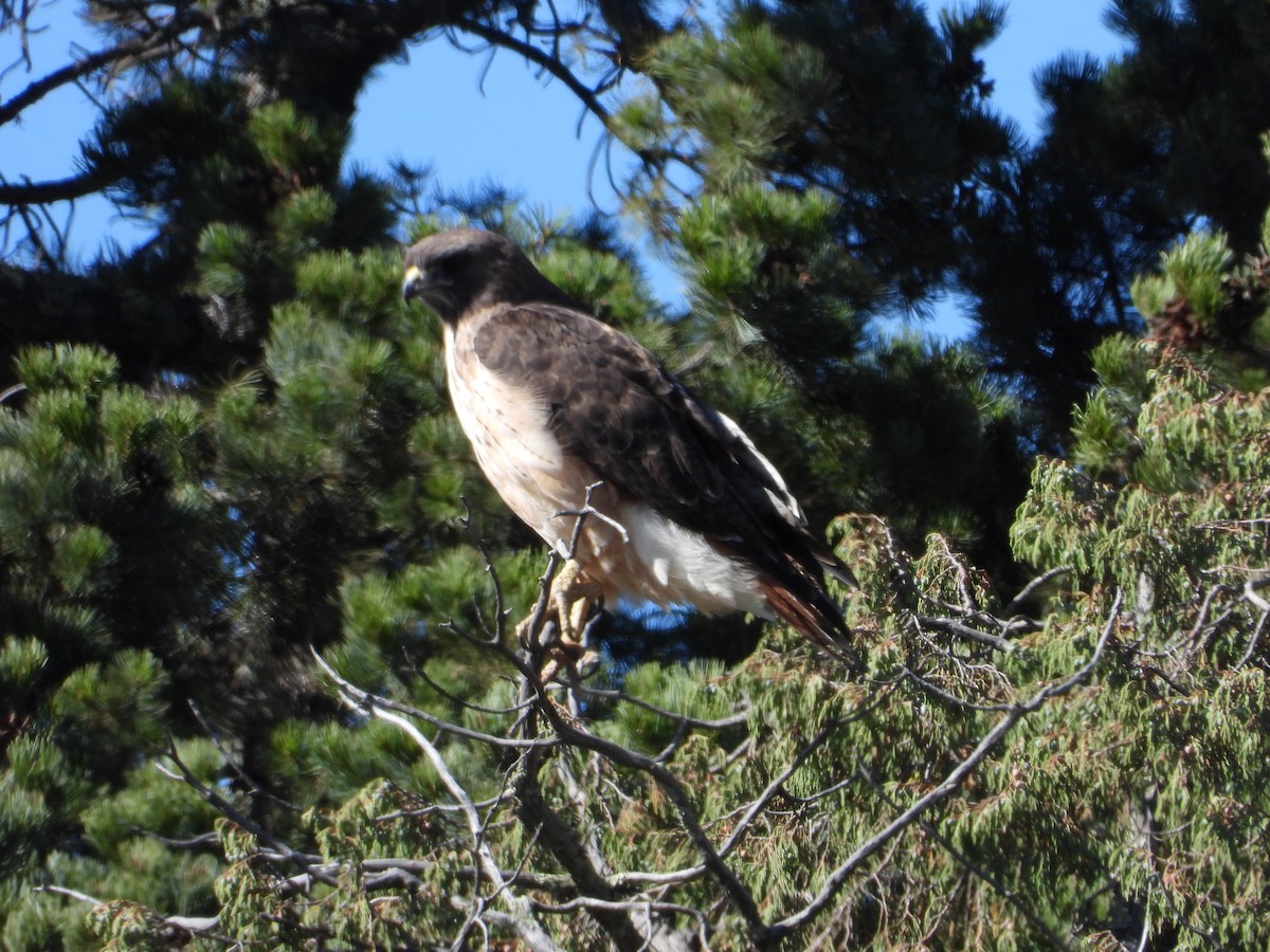 Red-tailed Hawk - ML196148961