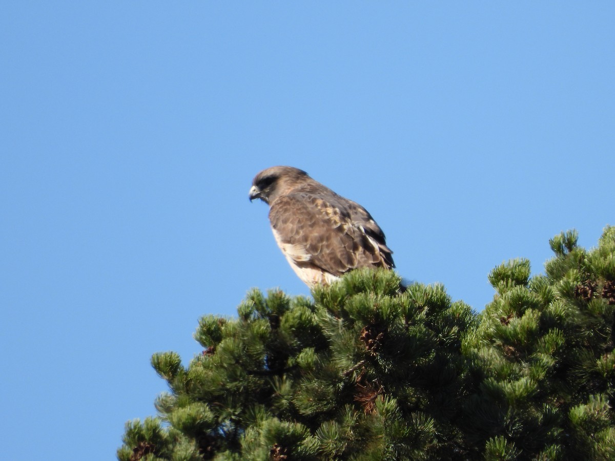 Red-tailed Hawk - ML196148971