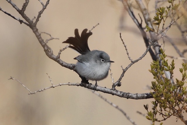 Black-tailed Gnatcatcher - eBird