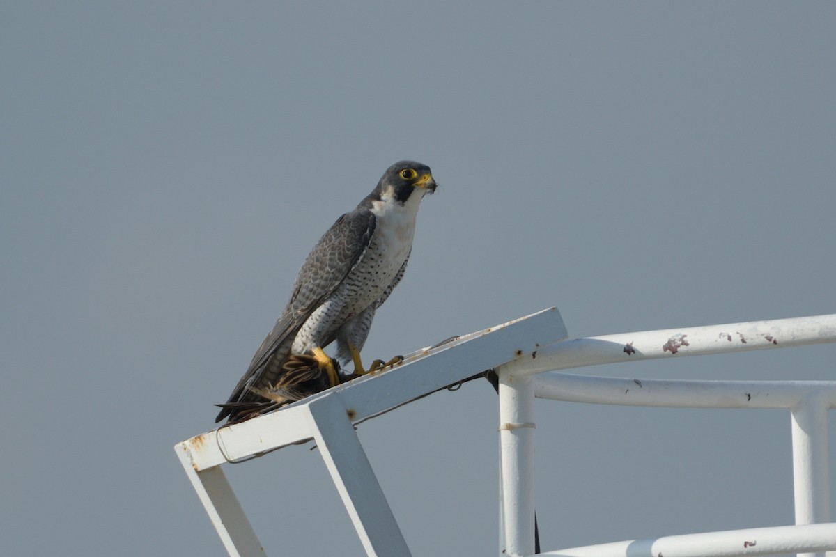Peregrine Falcon (Eurasian) - ML196152521